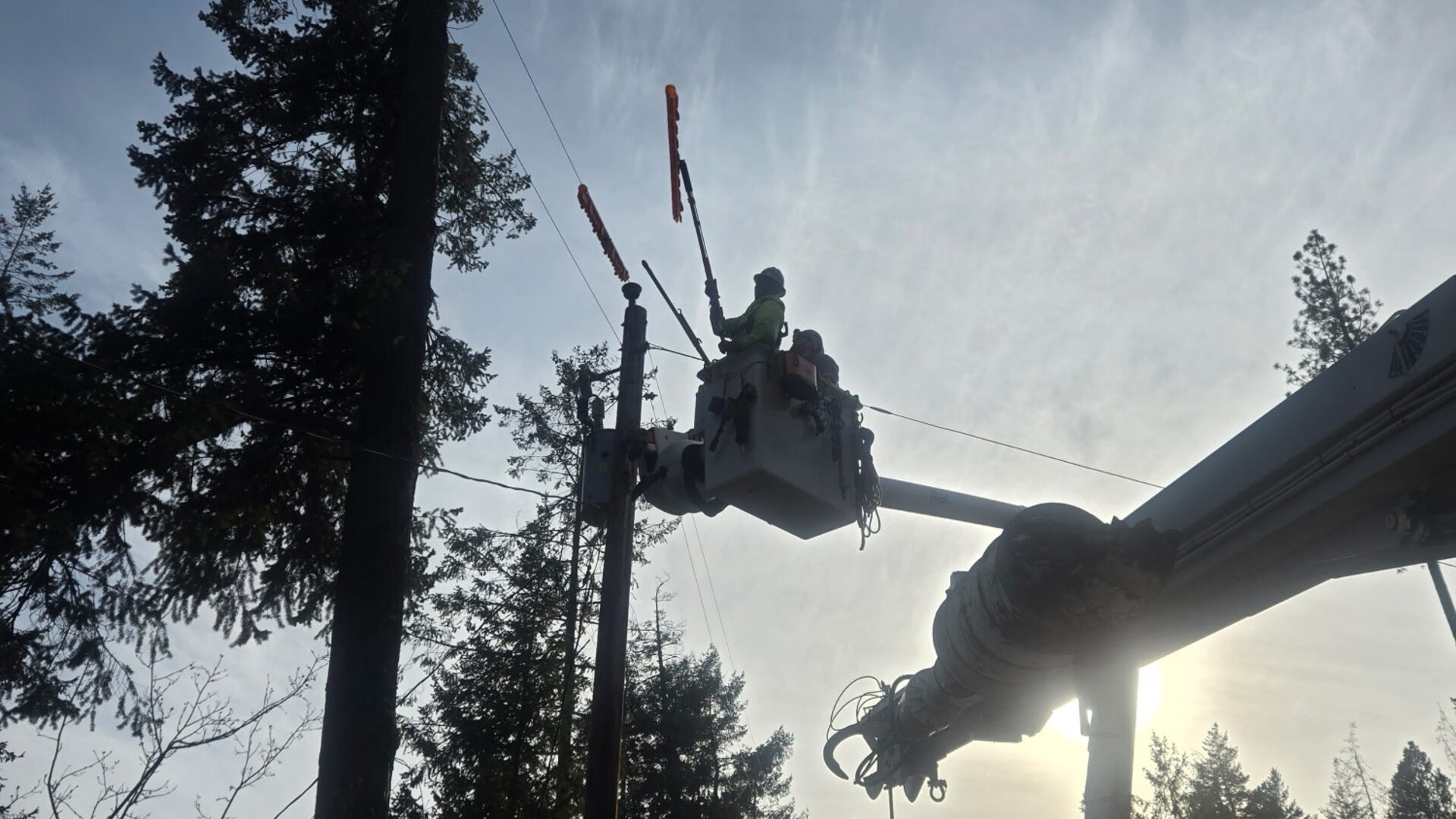 Linemen in a bucket truck using insulated hot sticks on overhead lines among evergreen trees