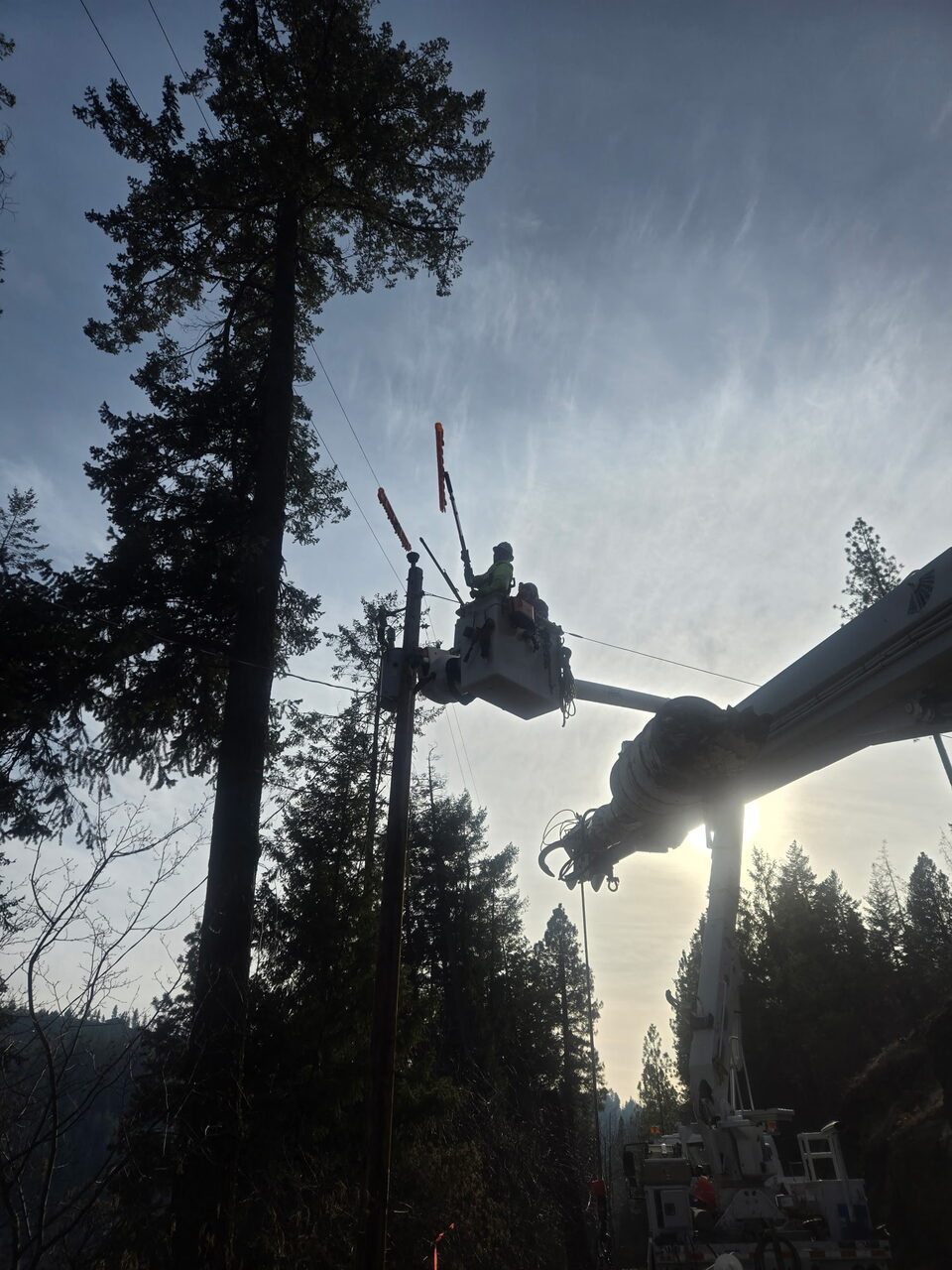 Linemen in a bucket truck using insulated hot sticks on overhead lines among evergreen trees